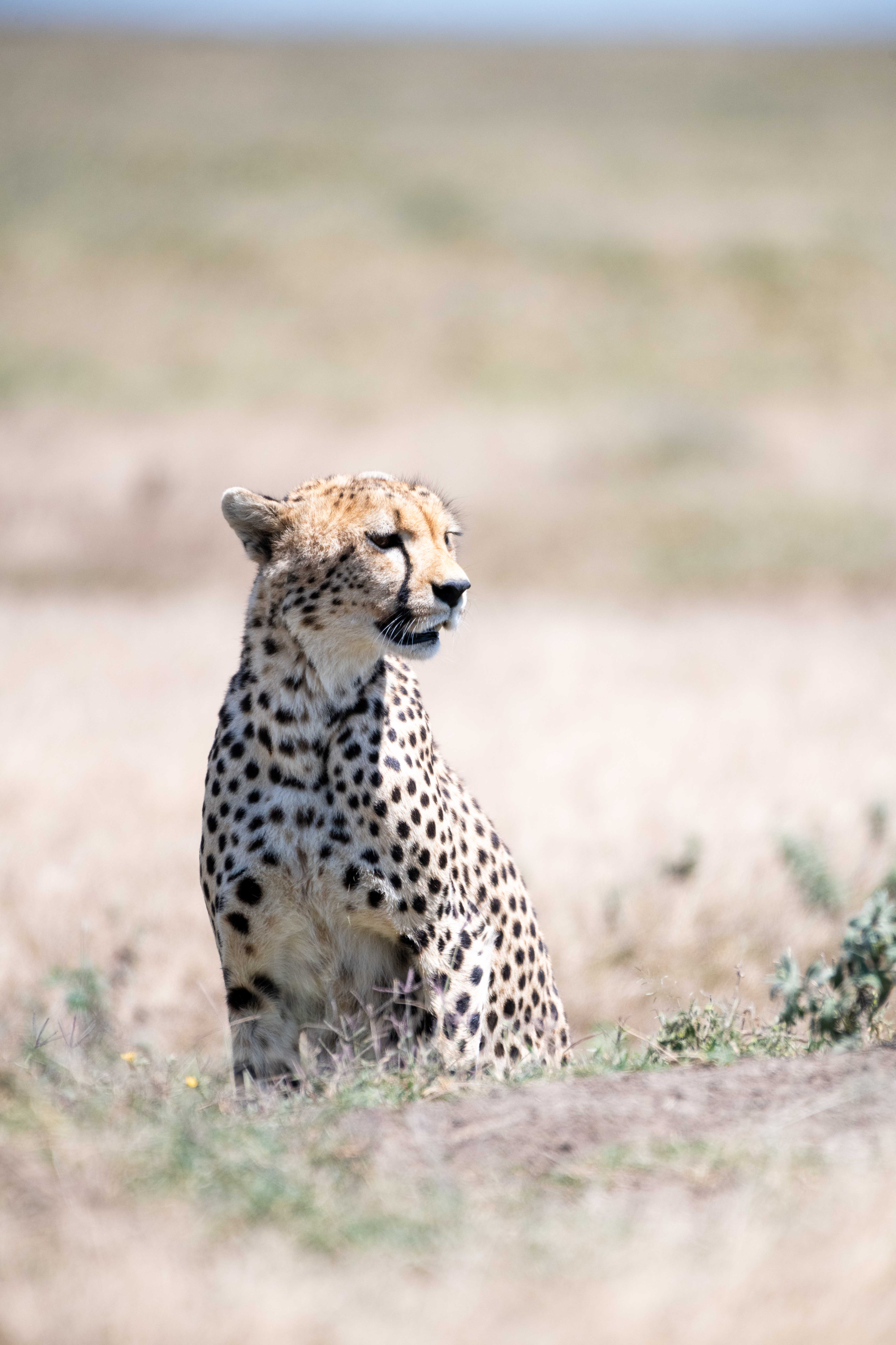 Ghepardo seduto nella savana fotografato durante un safari Primaland