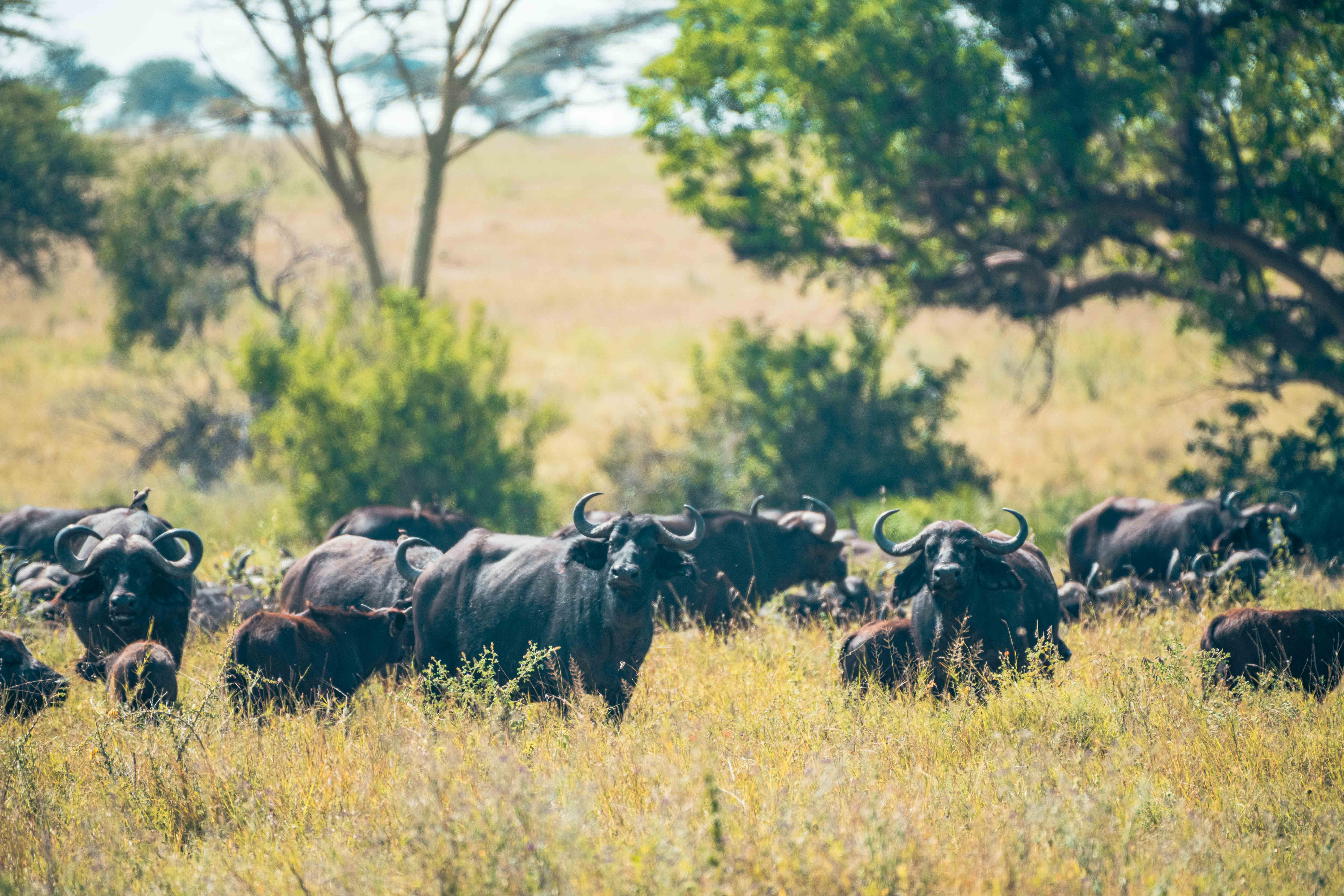 Mandria di bufali nella savana fotografata durante un safari Primaland