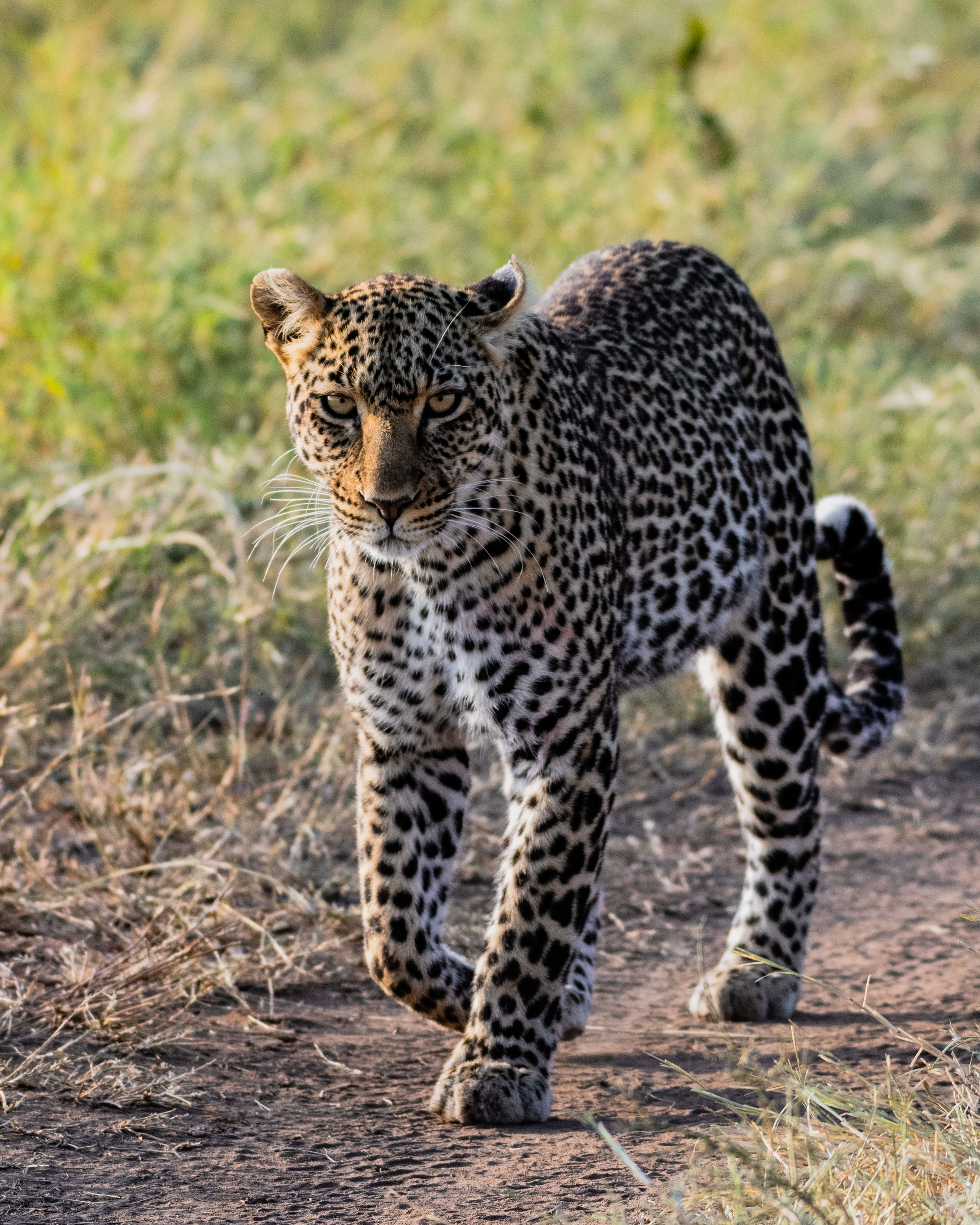 Leopardo che cammina sulla pista durante un safari Primaland